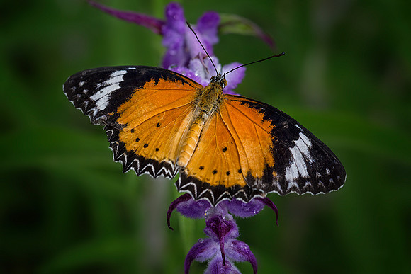 Leopard Lacewing - Male