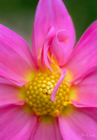 Kira's Dahlia