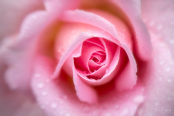Rose with Raindrops