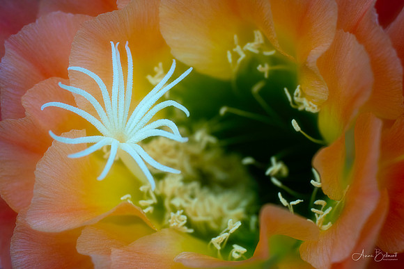 Echinopsis 'Apricot Glow'