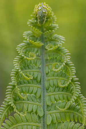 Fern Posing