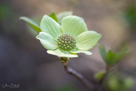 Yosemite Dogwood
