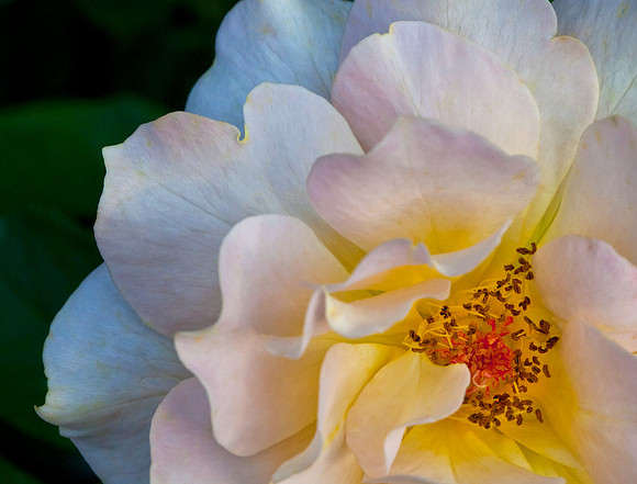 Rose at Sunset