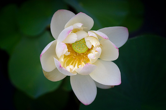 Lotus Shyly Opening