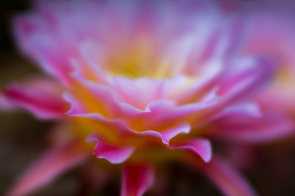Echinopsis