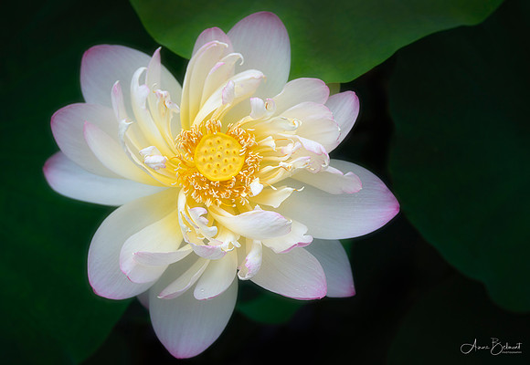 Lovely Lotus