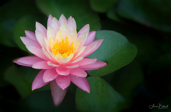 Pink Beauty