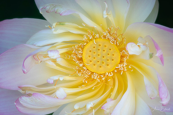 Dancing Lotus