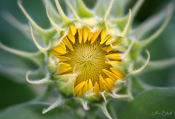 'Teddy Bear' Sunflower