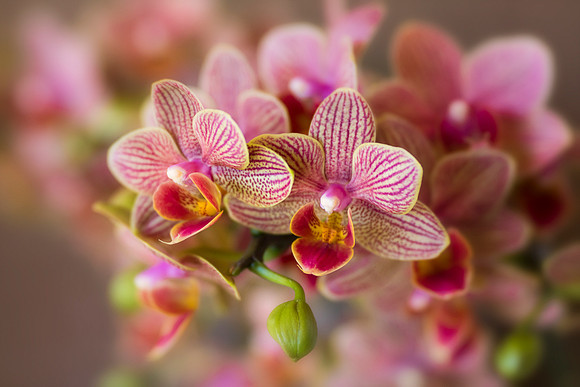Phalaenopsis Orchids