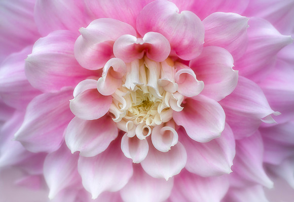 Dahlia 'Gitt's Perfection'