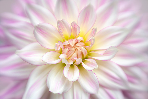Dahlia 'AC Chelan'