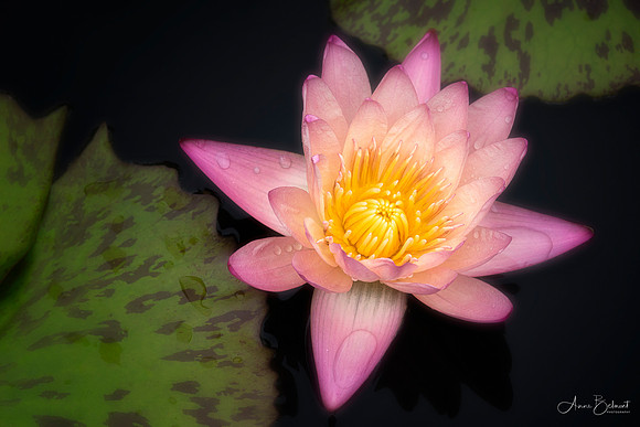 Waterlily with Raindrops