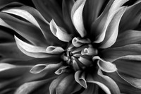 Dancer in Black and White