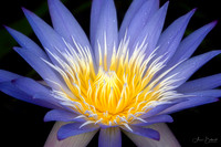 Longwood Gardens Waterlily