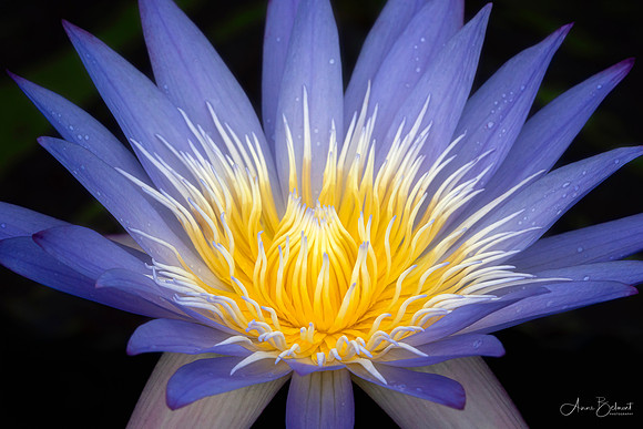 Longwood Gardens Waterlily
