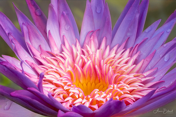Waterlily Close-Up