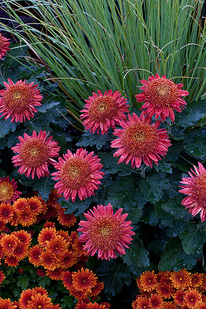 'Seaton's Ruby' Anemone Mum and 'Atomic Orange' Garden Mum
