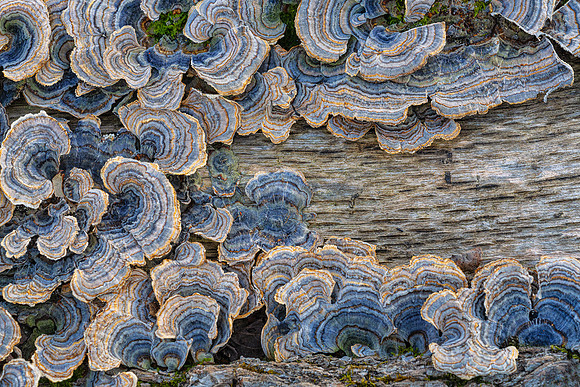 Turkey Tail - Trametes versacolor