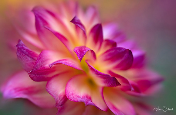 Dahlia