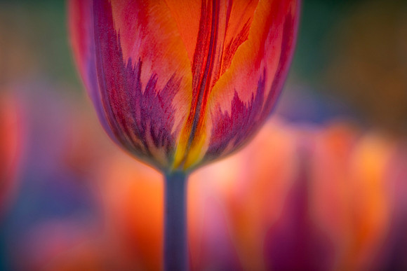 Tulipa 'Princess Irene'