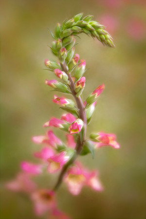 Graceful Foxglove