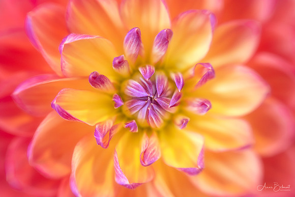 Dahlia