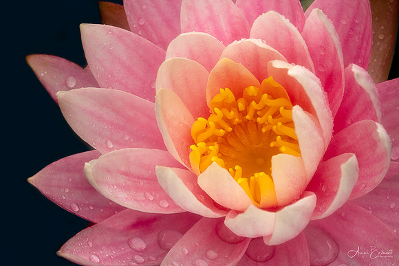 Waterlily Close-Up