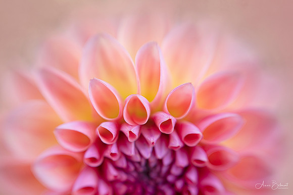 Sunrise in a Dahlia