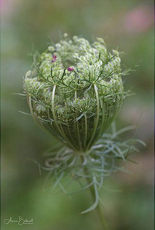 Dara Wild Carrot