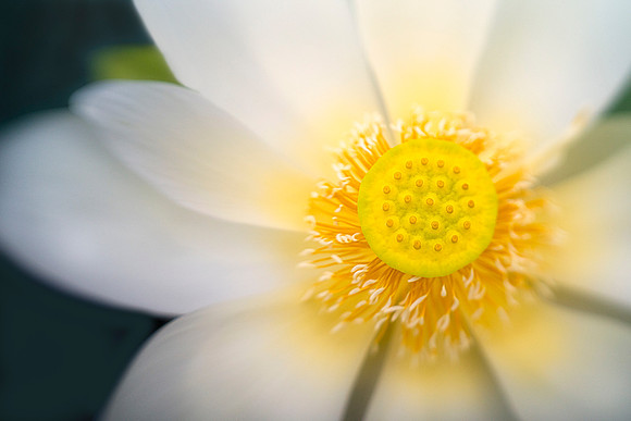 Lotus Sunshine