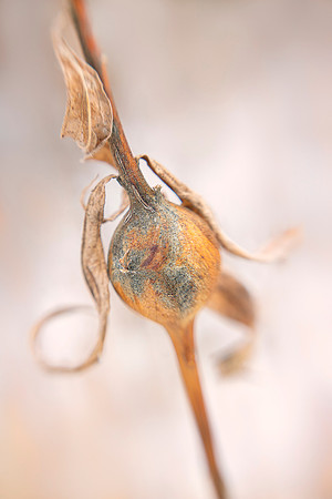 Goldenrod Gall