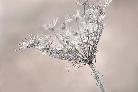 Skeleton of Queen Anne's Lace