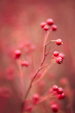 Rose Hips in the Prairie