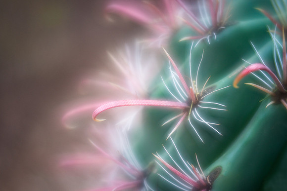 Fishhook Barrel Cactus