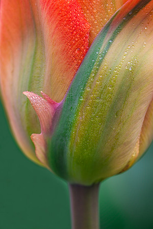 Tulip With An Attitude