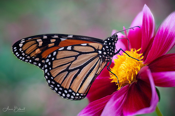 Monarch Butterfly on Dahlia 'Bashful'