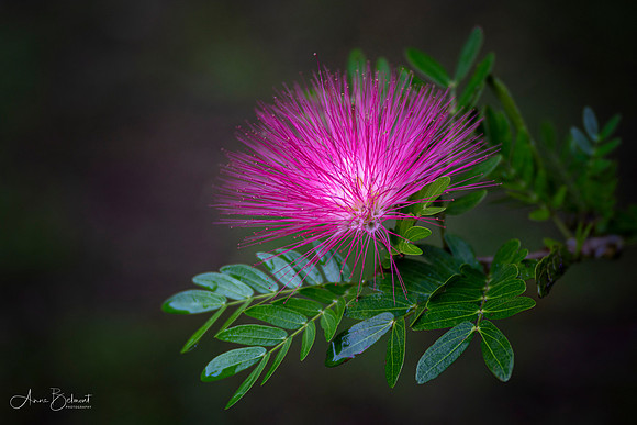 Mimosa, Costa Rica