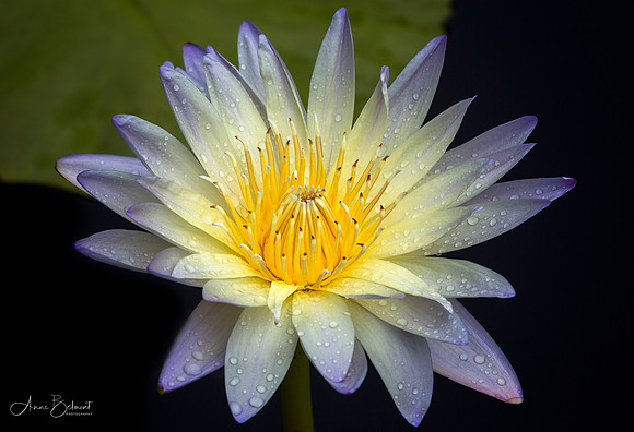 Waterlily in the Rain