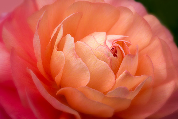 Persian Buttercup