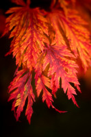 Fernleaf Japanese Maple