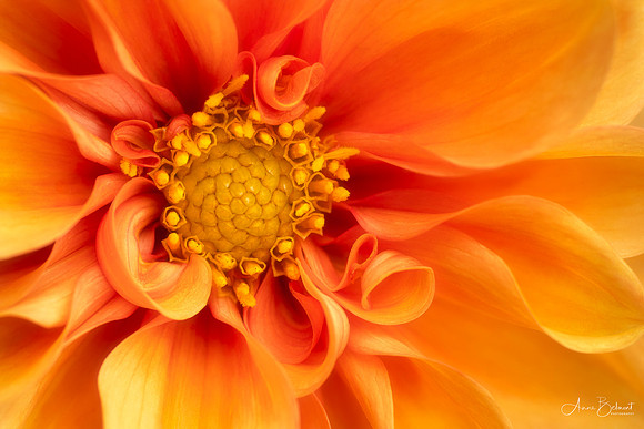 Fall Dahlia