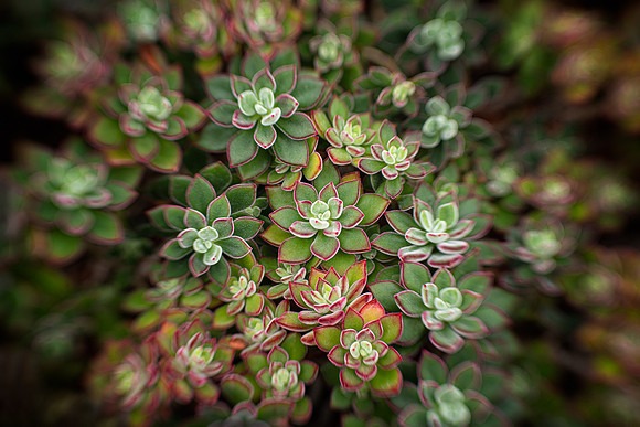 Red Velvet Echeveria