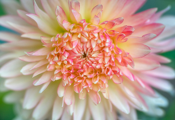 Dahlia 'Hapet Champagne'