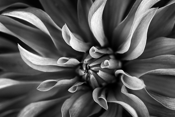 Dancer in Black and White