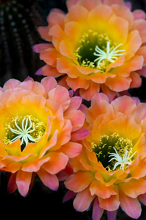 Cactus Flowers in Bloom