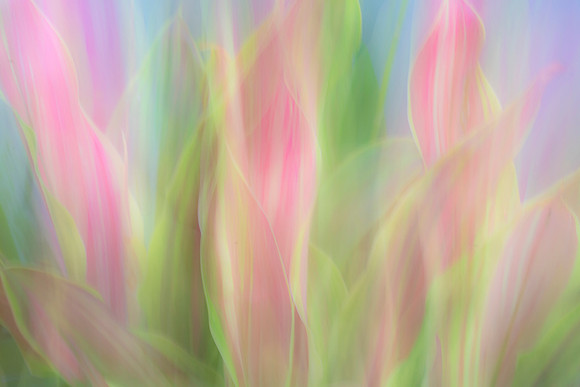 Spring Dance