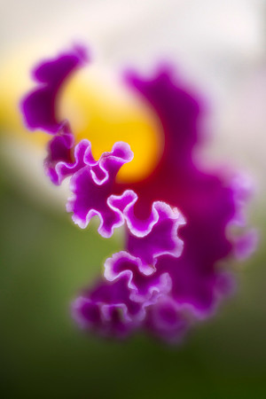 Ruffles of a Cattleya Orchid