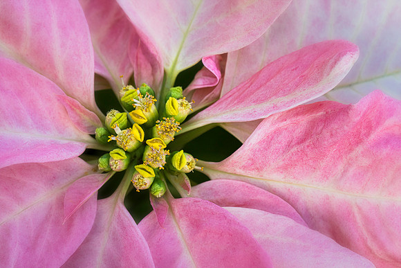 Poinsettia 'Visions of Grandeur'