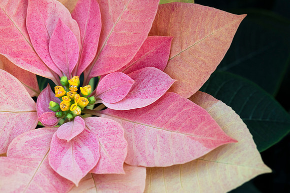 Poinsettia 'Autumn Leaves'